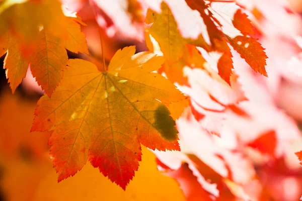 Tyłu zapalił jesienią liście — Zdjęcie stockowe
