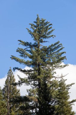 Büyük şeker çam ağacı