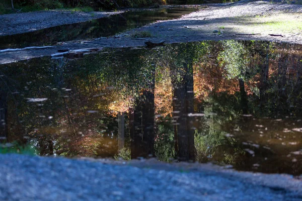 Skogen som återspeglas i stilla vatten — Stockfoto