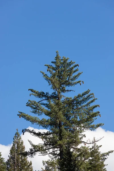Giant Sugar Pine Tree — Stock Photo, Image