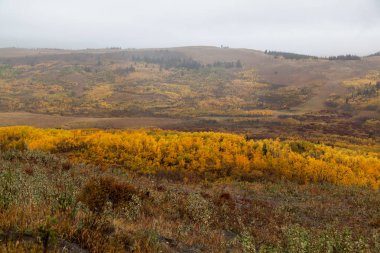 Fall River ağaçların arasından Vadisi