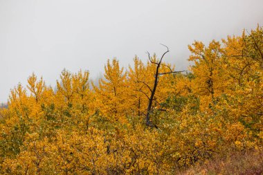 Renkli sonbahar yaprakları arasında iskelet ağaç
