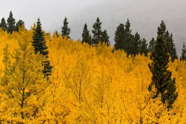 Altın Sonbahar renkleri