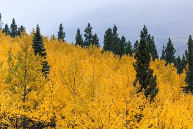 sonbaharda kavak grove