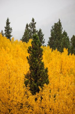 Altın yaprağı tarafından çevrili yeşil ağaç