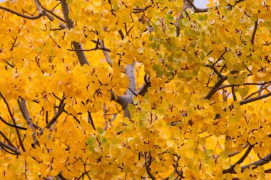 Sonbaharda kavak ağacı