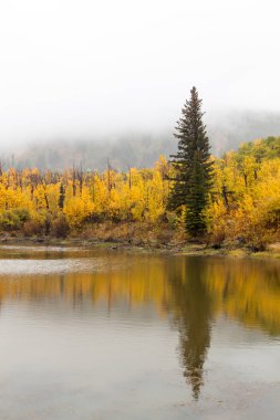 Köknar ağacı yansıma sonbahar peyzaj