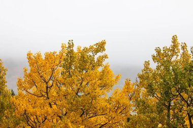 Sonbahar yapraklarının değiştirme