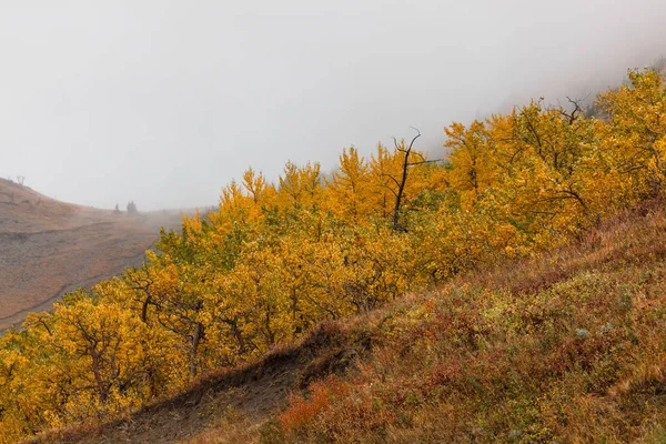 Sonbaharda ağaçlar bir yamaca