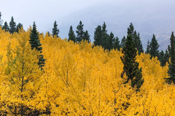 sonbaharda kavak grove