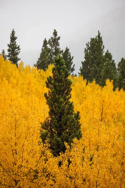 Altın yaprağı tarafından çevrili yeşil ağaç