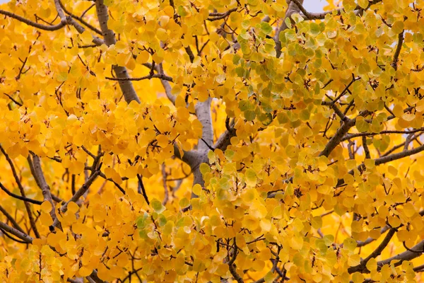 Sonbaharda kavak ağacı