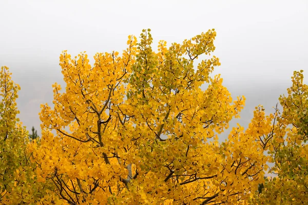 Árvore de Aspen no outono — Fotografia de Stock