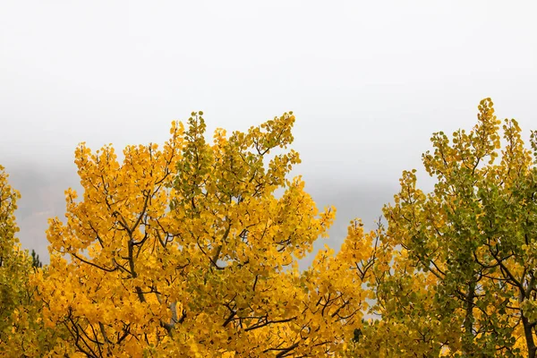 Sonbahar yapraklarının değiştirme
