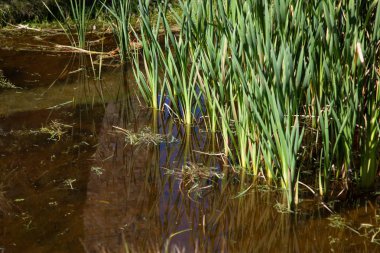 Gölde yansıyan çimen