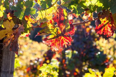 Güneş ışığında bir üzüm yaprağı