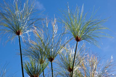 Dekoratif tropikal çimen