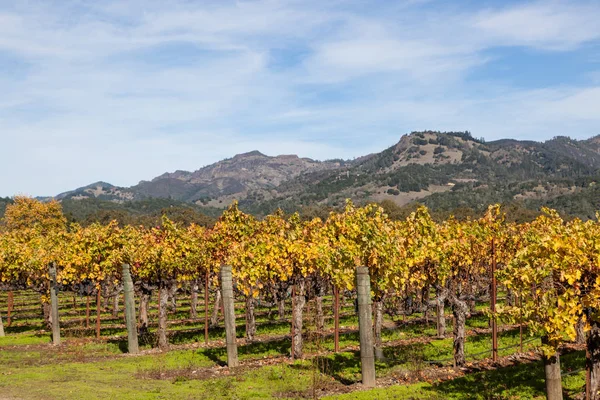 Rows of Fall Grape Vines