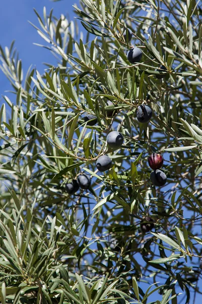 Reife Oliven auf dem Baum — Stockfoto