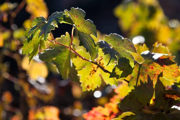 Виноградные листья на ветке — стоковое фото