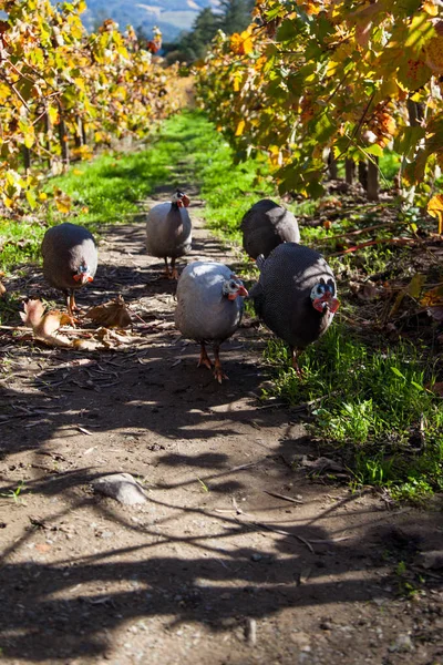 Guiena Fowl in a Vineyard — Stock Photo, Image