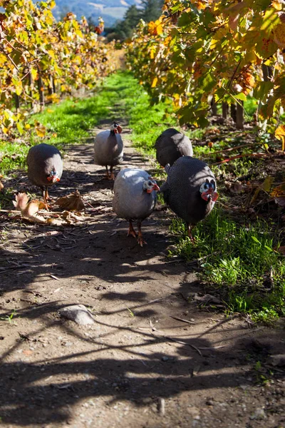 Guiena-Geflügel im Weinberg — Stockfoto