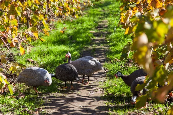 Guiena Fowl in a Vineyard — Stock Photo, Image