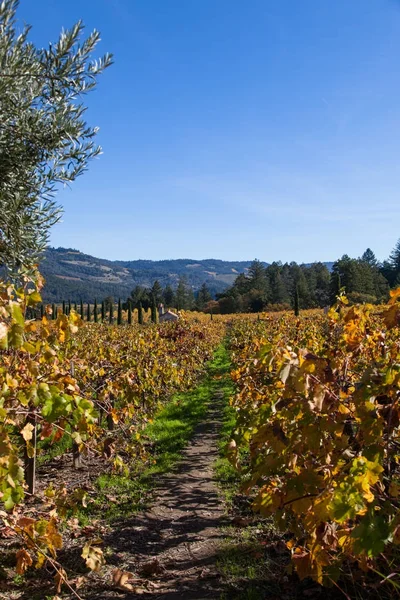 Paysage de la vallée de Napa — Photo