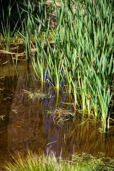 Een vijver met gras — Stockfoto
