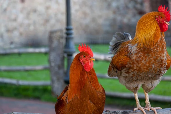 フェンスの上の鶏 — ストック写真