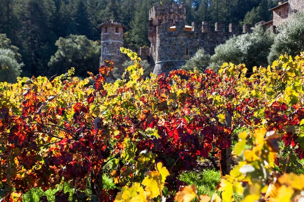 Feuilles de raisin d'automne au château — Photo