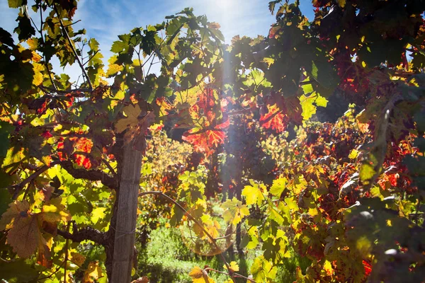 Faisceau lumineux avec feuilles de raisin d'automne — Photo