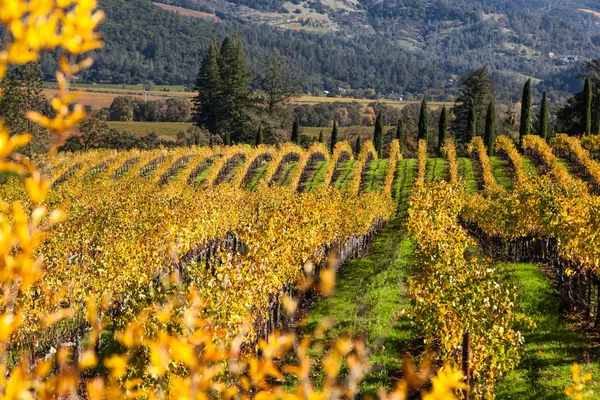 Виноградный ландшафт с горами — стоковое фото