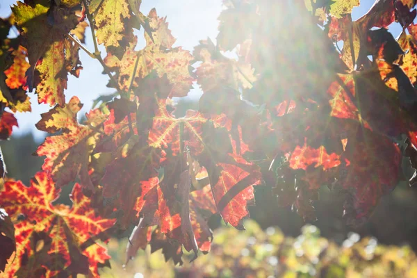 Feixe de luz com folhas de uva de queda — Fotografia de Stock