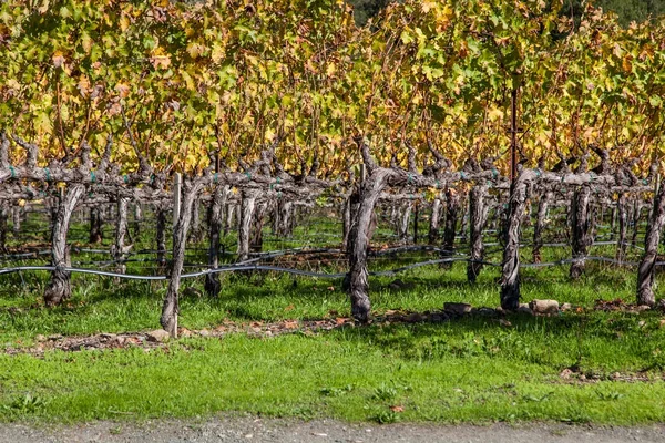 Fall Vineyard Rows