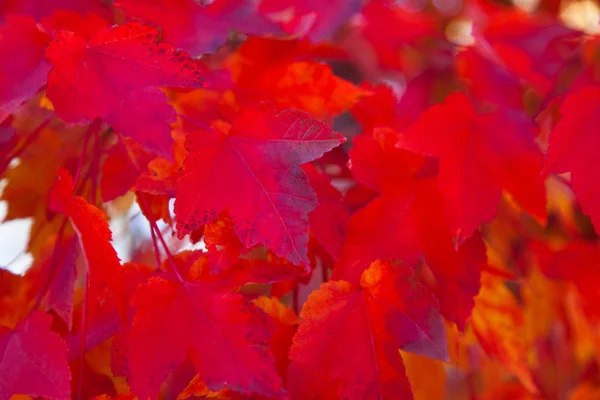 Folhas de bordo vermelhas — Fotografia de Stock