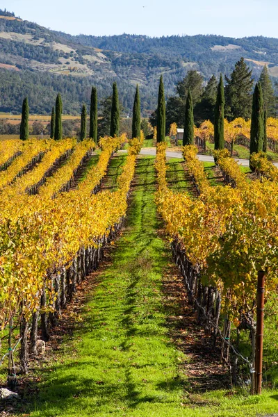 Paysage viticole dans la vallée de Napa — Photo