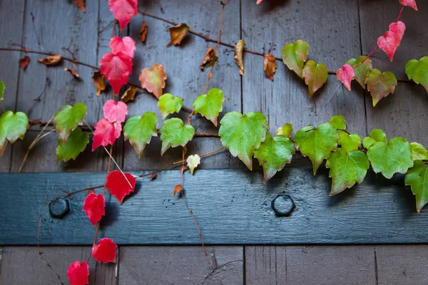 Czerwony i zielony liści na winorośli — Zdjęcie stockowe