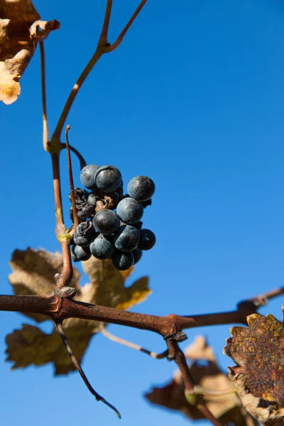 Group of Old Grapes — Stock Photo, Image