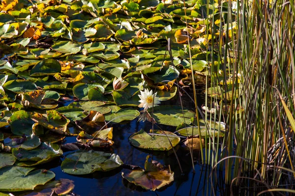 Lotus Bloom in a Lily Pond — Stock Photo, Image