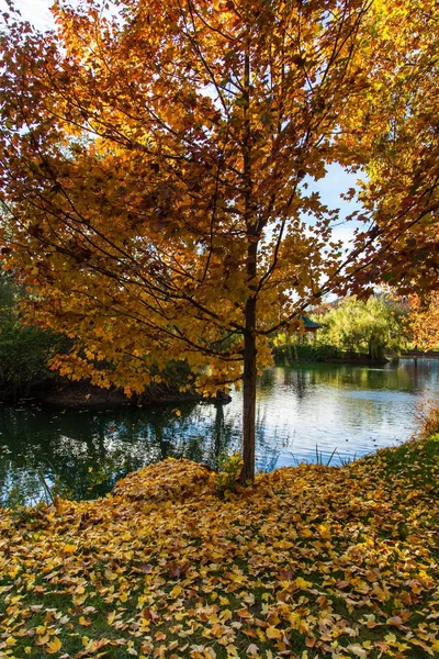 池に秋ツリー — ストック写真