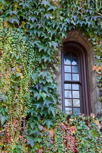 Window Surrounded by Ivy — Stock Photo, Image