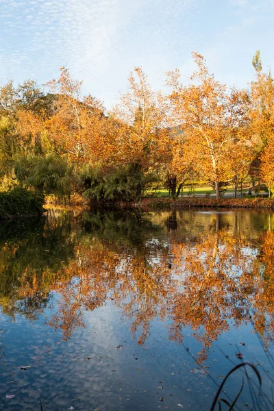 A Pond Reflecting Fall Leaves (engelsk) – stockfoto