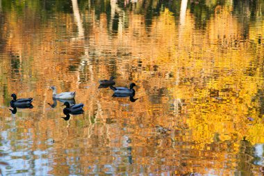 Sonbahar yansıma gölet üzerinde ördek