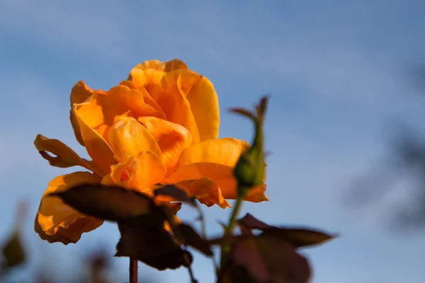 午后阳光中的橙色玫瑰 — 图库照片