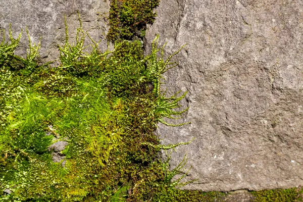 Frühlingsmoos auf einem Felsen — Stockfoto