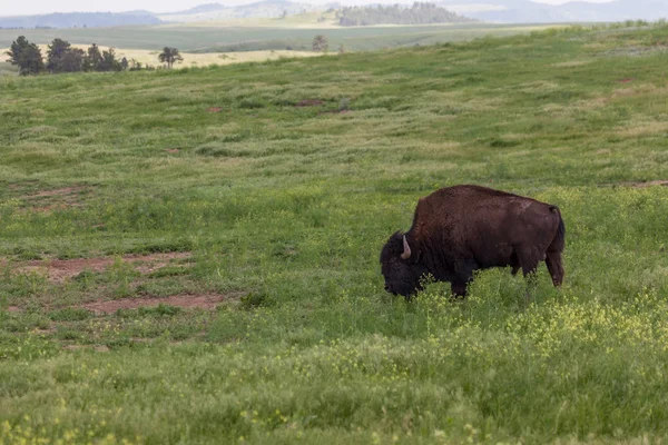 Toro de bisonte en la pradera — Foto de Stock