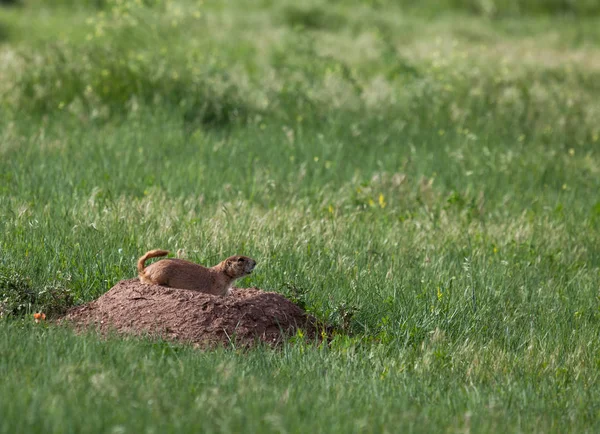 Perro de la pradera ladrando — Foto de Stock