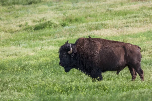 Bison Bull z ptakiem — Zdjęcie stockowe