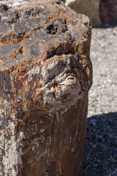 Versteend hout log — Stockfoto